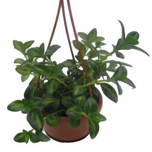 Goldfish Plant Live Plant - Nematanthus Gregarius - 4 inch Hanging Basket - Image 2