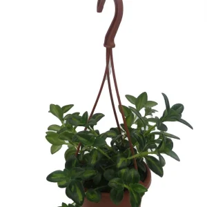 Goldfish Plant Live Plant - Nematanthus Gregarius - 4 inch Hanging Basket - Image 1