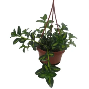 Goldfish Plant Live Plant - Nematanthus Gregarius - 4 inch Hanging Basket - Image 4