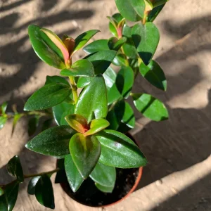 Goldfish Plant Nematanthus Live Plant - 3 inch Pot, 4-6 inch Tall - Image 2