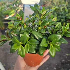 Goldfish Plant Shady Lady Marlene - Nematanthus gregarius Live Houseplant, 2in or 4in Pot - Image 3