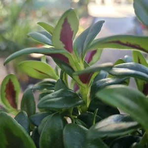 Goldfish Plant Shady Lady Marlene - Nematanthus gregarius Live Houseplant, 2in or 4in Pot - Image 4