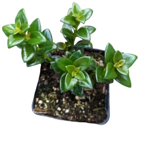 Goldfish Plant Succulent - Nematanthus gregarius Live Plant Indoor - Image 3