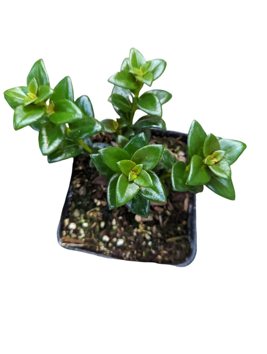 Goldfish Plant Succulent - Nematanthus gregarius Live Plant Indoor - Image 3