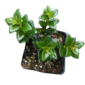 Goldfish Plant Succulent - Nematanthus gregarius Live Plant Indoor - Image 4