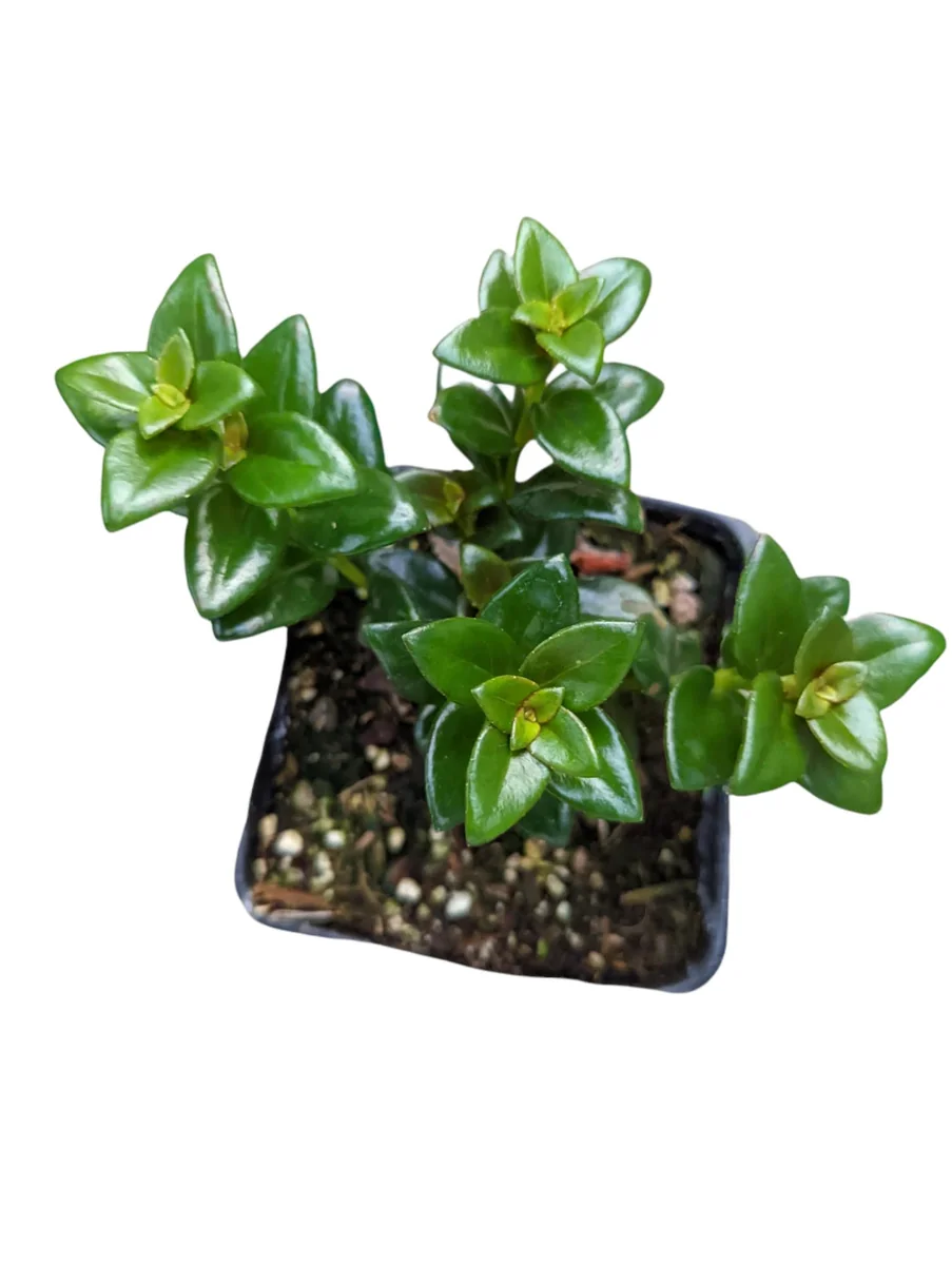 Goldfish Plant Succulent - Nematanthus gregarius Live Plant Indoor - Image 4