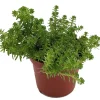 Goldmoss Sedum Live Plant - Stonecrop Succulent - 2.5 inch Pot - Outdoor - Image 1