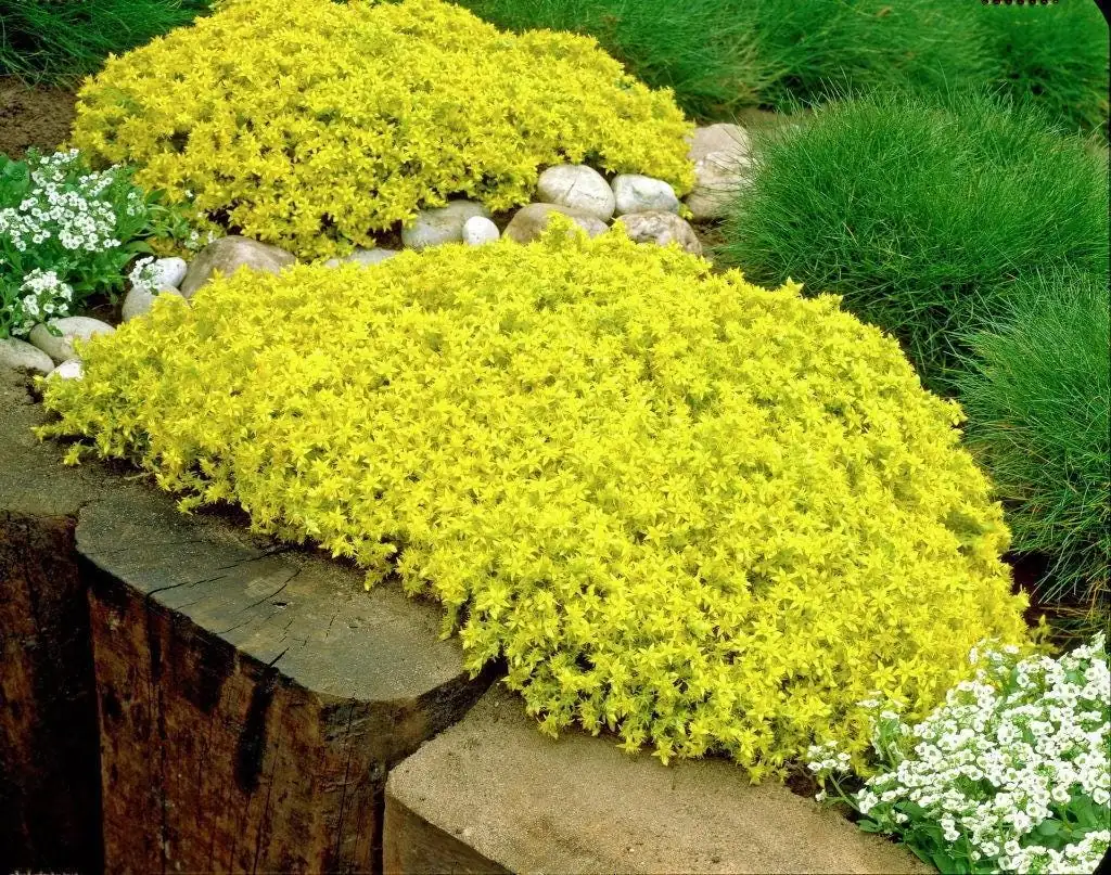Goldmoss Sedum Live Plant - Stonecrop Succulent - 3.7 inch Pot - Outdoor Groundcover - Image 2