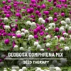 Gomphrena Globosa Mix Seeds - Heirloom Flower Seeds, Purple & White, 50 Seeds - Image 1