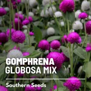 Gomphrena Globosa Mix Seeds - Heirloom Flower Seeds, Purple & White, 50 Seeds - Image 3