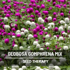 Gomphrena Globosa Mix Seeds - Heirloom Flower Seeds, Purple & White, 50 Seeds - Image 1