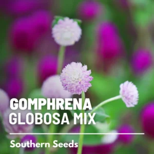 Gomphrena Globosa Mix Seeds - Heirloom Flower Seeds, Purple & White, 50 Seeds - Image 5