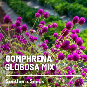Gomphrena Globosa Mix Seeds - Heirloom Flower Seeds, Purple & White, 50 Seeds - Image 7
