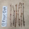 Gooseberry & Currant Live Cuttings – Root Your Own Ribes Plant – Black Velvet, Josta, Captivator - Image 1