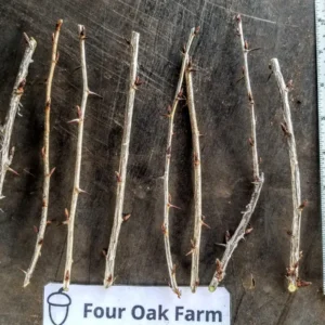 Gooseberry & Currant Live Cuttings – Root Your Own Ribes Plant – Black Velvet, Josta, Captivator - Image 2