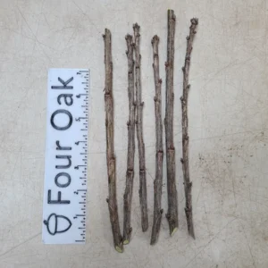 Gooseberry & Currant Live Cuttings – Root Your Own Ribes Plant – Black Velvet, Josta, Captivator - Image 3