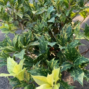 Goshiki Fall Holly Live Plant - Variegated Osmanthus Heterophyllus 'Goshiki' Shrub - 1 Gallon Pot - Image 2