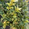 Goshiki Fall Holly Live Plant - Variegated Osmanthus Heterophyllus 'Goshiki' Shrub - 1 Gallon Pot - Image 1