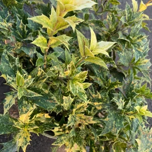 Goshiki Fall Holly Live Plant - Variegated Osmanthus Heterophyllus 'Goshiki' Shrub - 1 Gallon Pot - Image 1