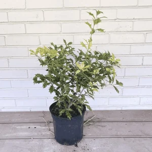 Goshiki False Holly Tree - 1 Gallon Live Shrub - Variegated Evergreen Plant - Image 2