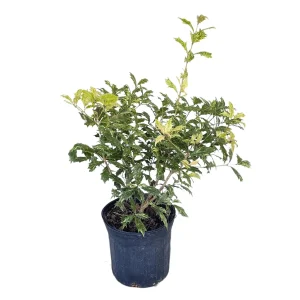 Goshiki False Holly Tree - 1 Gallon Live Shrub - Variegated Evergreen Plant - Image 1