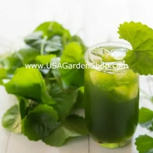 Gotu Kola Live Plant - Centella Asiatica Pennywort Herb - 3 Plants - Image 10