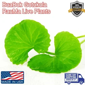 Gotu Kola Live Plant - Centella Asiatica Pennywort Herb - 3 Plants - Image 12