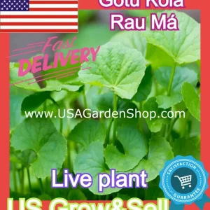 Gotu Kola Live Plant - Centella Asiatica Pennywort Herb - 3 Plants - Image 2