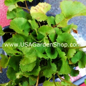 Gotu Kola Live Plant - Centella Asiatica Pennywort Herb - 3 Plants - Image 8