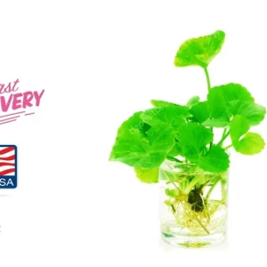 Gotu Kola Pennywort Live Plant - Centella Asiatica Herb - 3 Pack - Organic, Fast Growing - Image 3