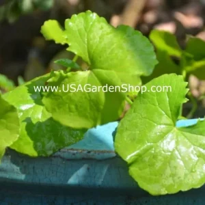 Gotu Kola Pennywort Live Plant - Centella Asiatica Herb - 3 Pack - Organic, Fast Growing - Image 6