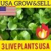 Gotu Kola Pennywort Live Plant - Centella Asiatica Herb - 3 Pack - Organic, Fast Growing - Image 1