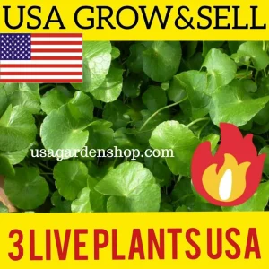 Gotu Kola Pennywort Live Plant - Centella Asiatica Herb - 3 Pack - Organic, Fast Growing - Image 1
