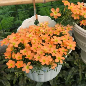 Gracilis Oxalis Live Plant – 4 Inch Pot – Ornamental Houseplant Indoor - Image 2