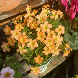 Gracilis Oxalis Live Plant – 4 Inch Pot – Ornamental Houseplant Indoor - Image 3