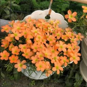 Gracilis Oxalis Live Plant – 4 Inch Pot – Ornamental Houseplant Indoor - Image 4