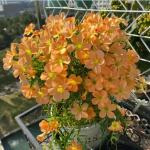 Gracilis Oxalis Live Plant – 4 Inch Pot – Ornamental Houseplant Indoor - Image 5