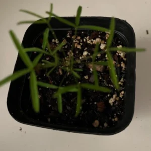 Gracilis Oxalis Live Plant – 4 Inch Pot – Ornamental Houseplant Indoor - Image 6