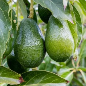 Grafted Avocado Tree Live Plant - Persea Americana, 3 Gallon Pot, Outdoor - Image 3