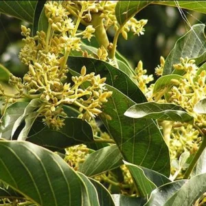 Grafted Avocado Tree Live Plant - Persea Americana, 3 Gallon Pot, Outdoor - Image 4