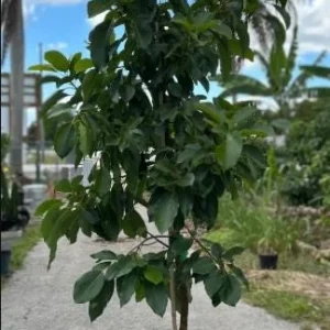 Grafted Avocado Tree Live Plant - Persea Americana, 3 Gallon Pot, Outdoor - Image 6