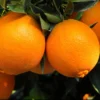 Grafted Cara Cara Navel Orange Tree - Dwarf Citrus Live Plant, 2-3ft Tall - Image 1