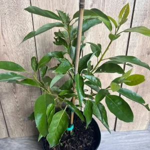 Grafted Fantastic Avocado Tree Live Plant - 3 Gallon Pot - Cold Hardy Fruit - Image 2