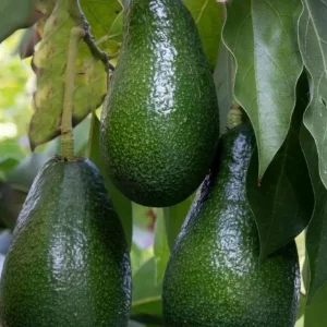 Grafted Fantastic Avocado Tree Live Plant - 3 Gallon Pot - Cold Hardy Fruit - Image 1