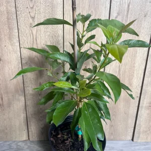 Grafted Fantastic Avocado Tree Live Plant - 3 Gallon Pot - Cold Hardy Fruit - Image 5