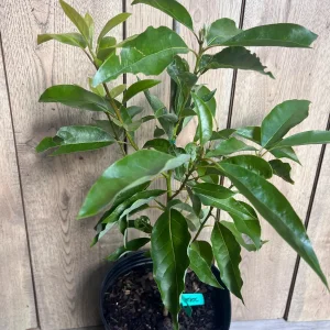 Grafted Fantastic Avocado Tree Live Plant - 3 Gallon Pot - Cold Hardy Fruit - Image 7
