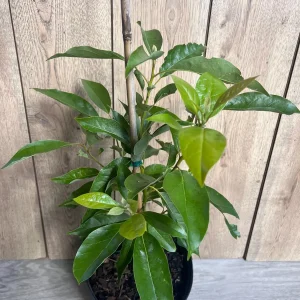 Grafted Fantastic Avocado Tree Live Plant - 3 Gallon Pot - Cold Hardy Fruit - Image 9