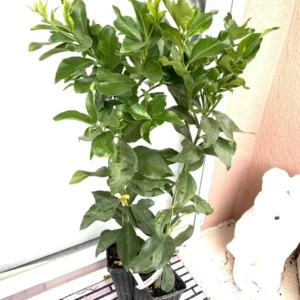 Grafted Harvey Lemon Tree Live Plant – 3ft to Tall Outdoor Citrus Fruit Tree - Image 3