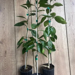 Grafted Hirado Pummelo Tree Live Plant – 1/2 Gallon Pot – Sweet Citrus Fruit - Image 2