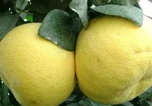 Grafted Hirado Pummelo Tree Live Plant – 1/2 Gallon Pot – Sweet Citrus Fruit - Image 1